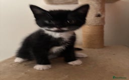 Mixed Breed cats for sale: 3 kittens  - Image 3