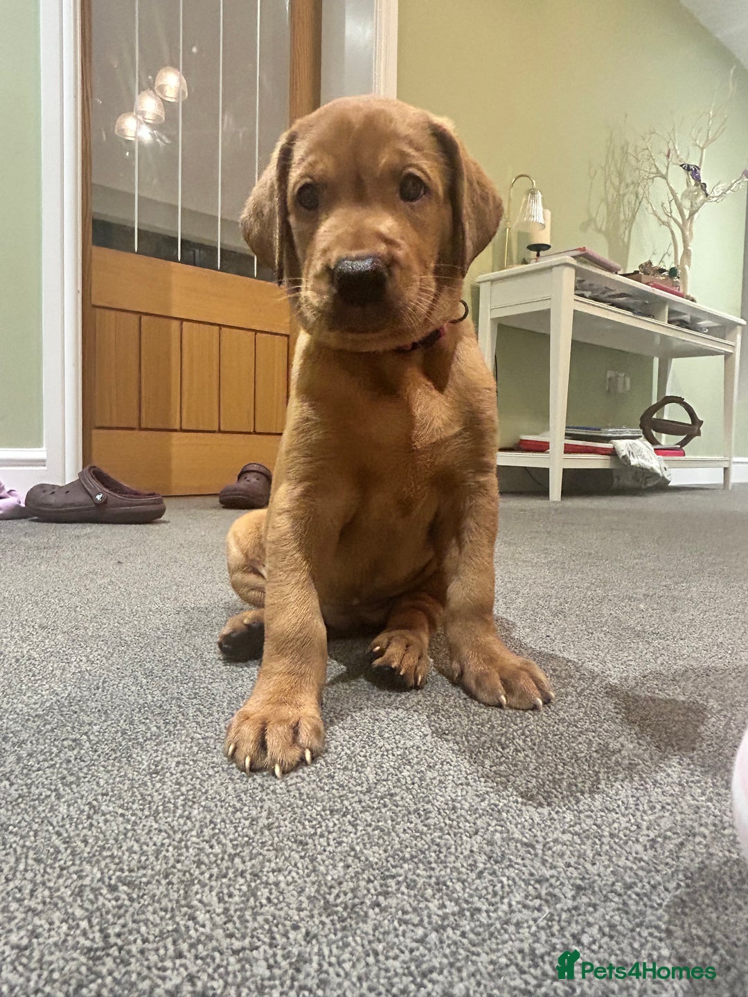 Labrador Retriever dogs for sale: KC Fox Red Labrador puppies - Advert 26