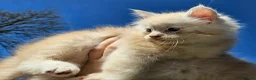 Maine Coon cats for sale: XXL Exceptional Pedigree Kittens Russian line - Advert 15