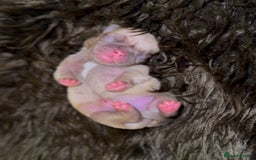 Pug dogs for sale: 3 beautiful pugs looking for there forever home - Image 9