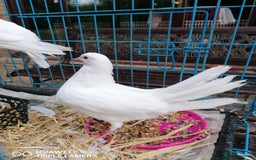 Doves birds for sale: 2 doves - Image 3