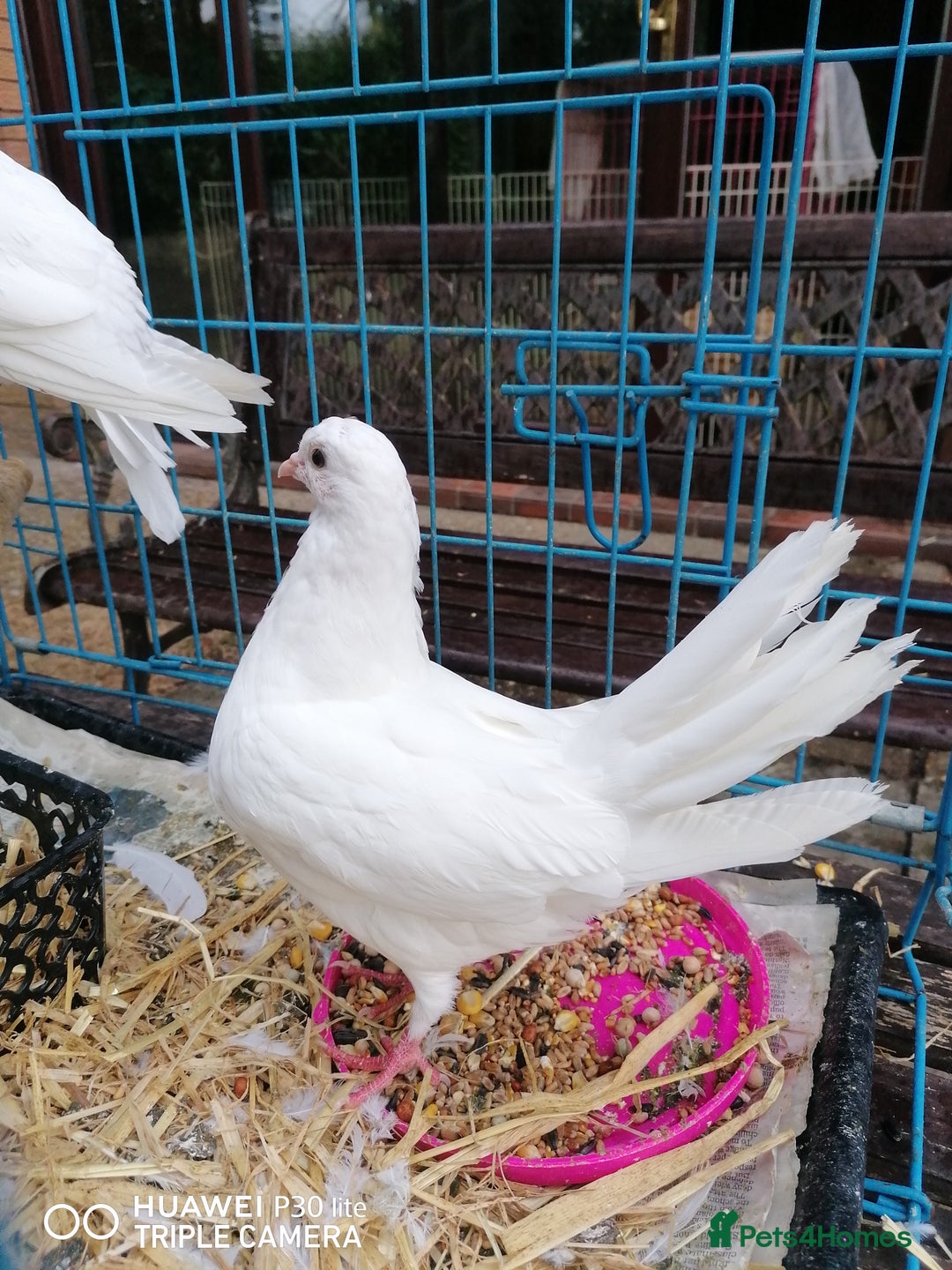 Doves birds for sale: 2 doves - Image 3