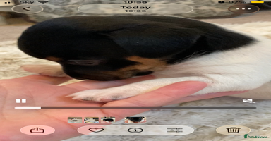 Jack Russell dogs - Advert 1