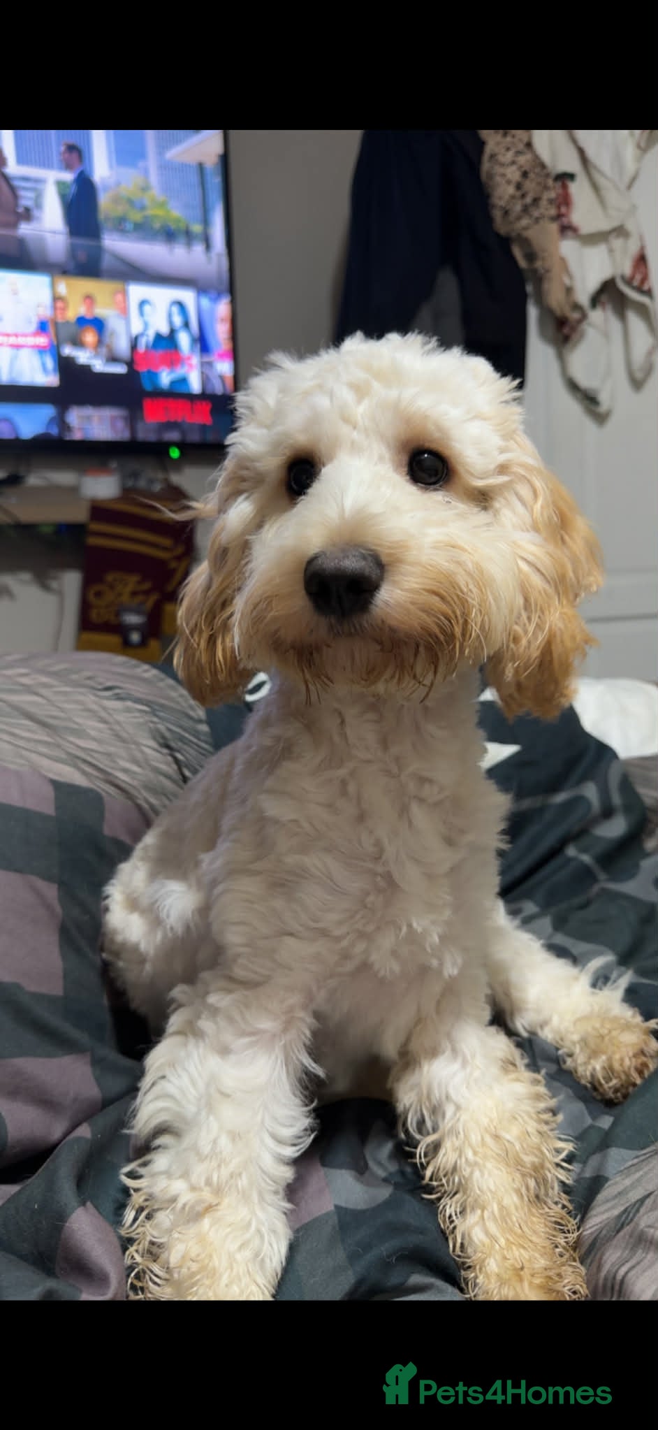 Cockapoo dogs Cockapoo puppies  - Advert 5