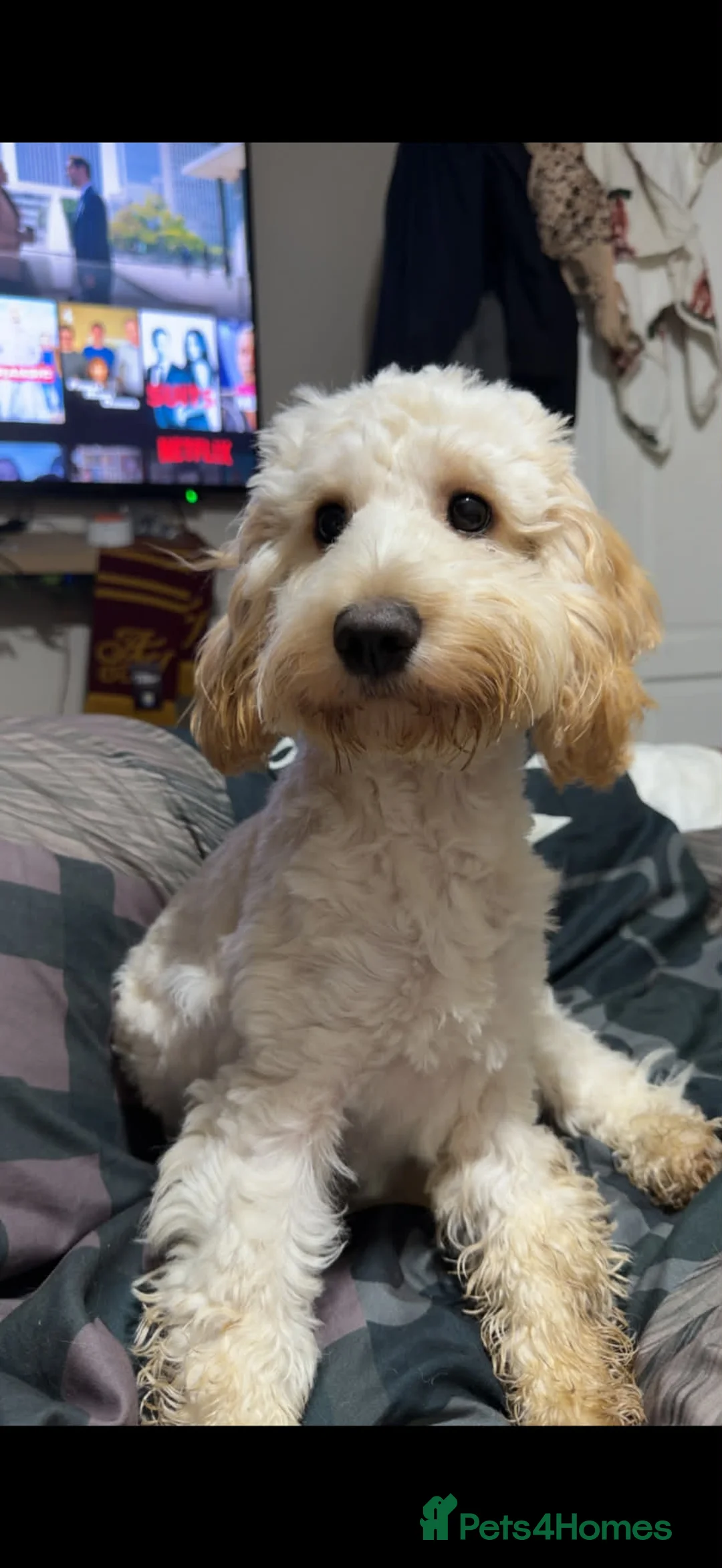 Cockapoo dogs for sale: Cockapoo puppies  - Advert 1