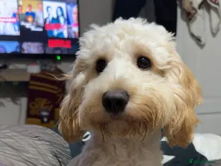 Cockapoo dogs Cockapoo puppies - Advert 5