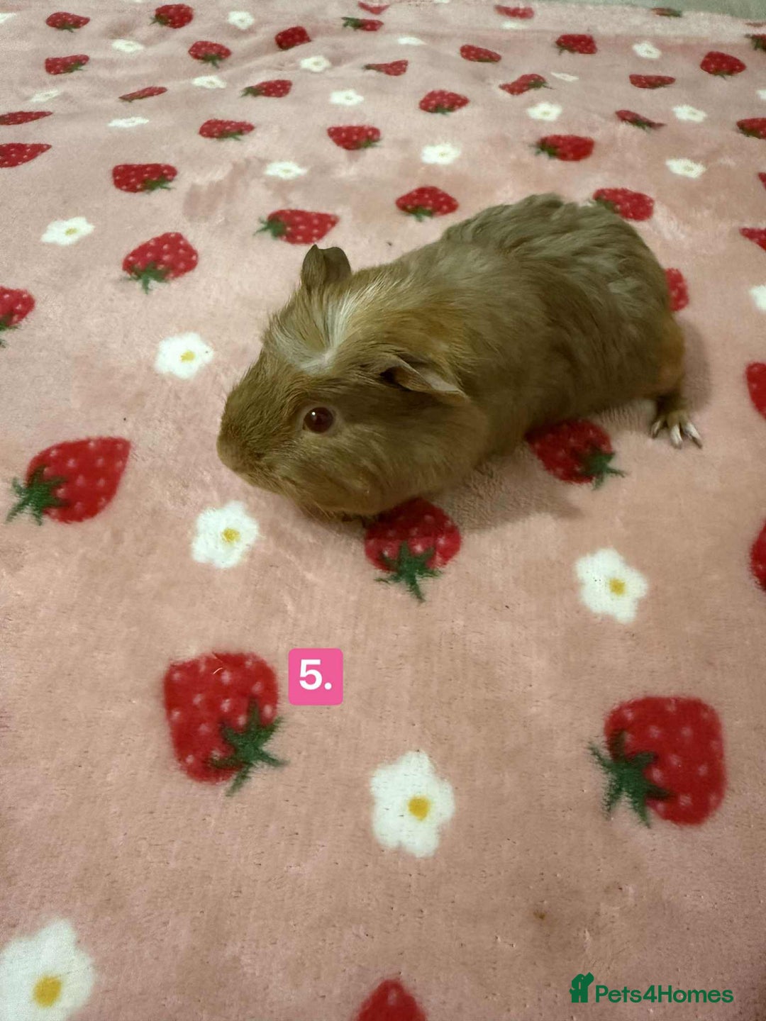 Guinea Pig rodents for sale: Baby guinea pigs for sale girls and boys  - Advert 5