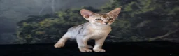 Abyssinian cats for sale: Bonbon – Ready Now | Exceptional Silver Abyssinian - Advert 15