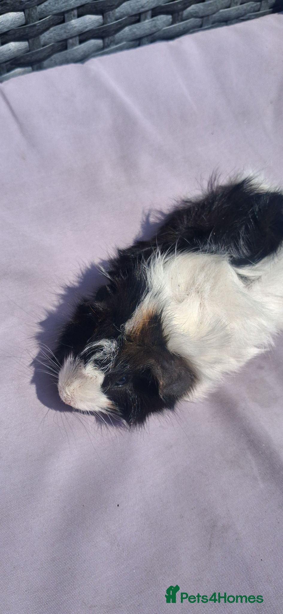 Guinea Pig rodents Baby girl guinea pigs - Advert 17