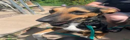 Mixed Breed dogs for adoption: 💙BRUNO💙 : LARGE LOVING YOUNG BOY in Burntwood - Advert 6