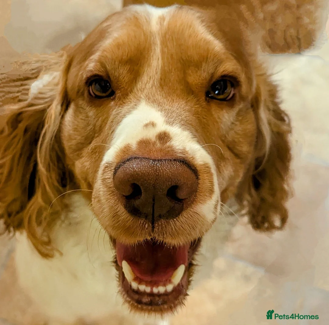 Cocker Spaniel dogs for sale: Cocker Springer Spaniel for rehoming in Nottingham - Advert 1