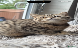 British Shorthair cats for sale: BSH Kittens 2 Chocolate / Salmon tip girl - Image 3