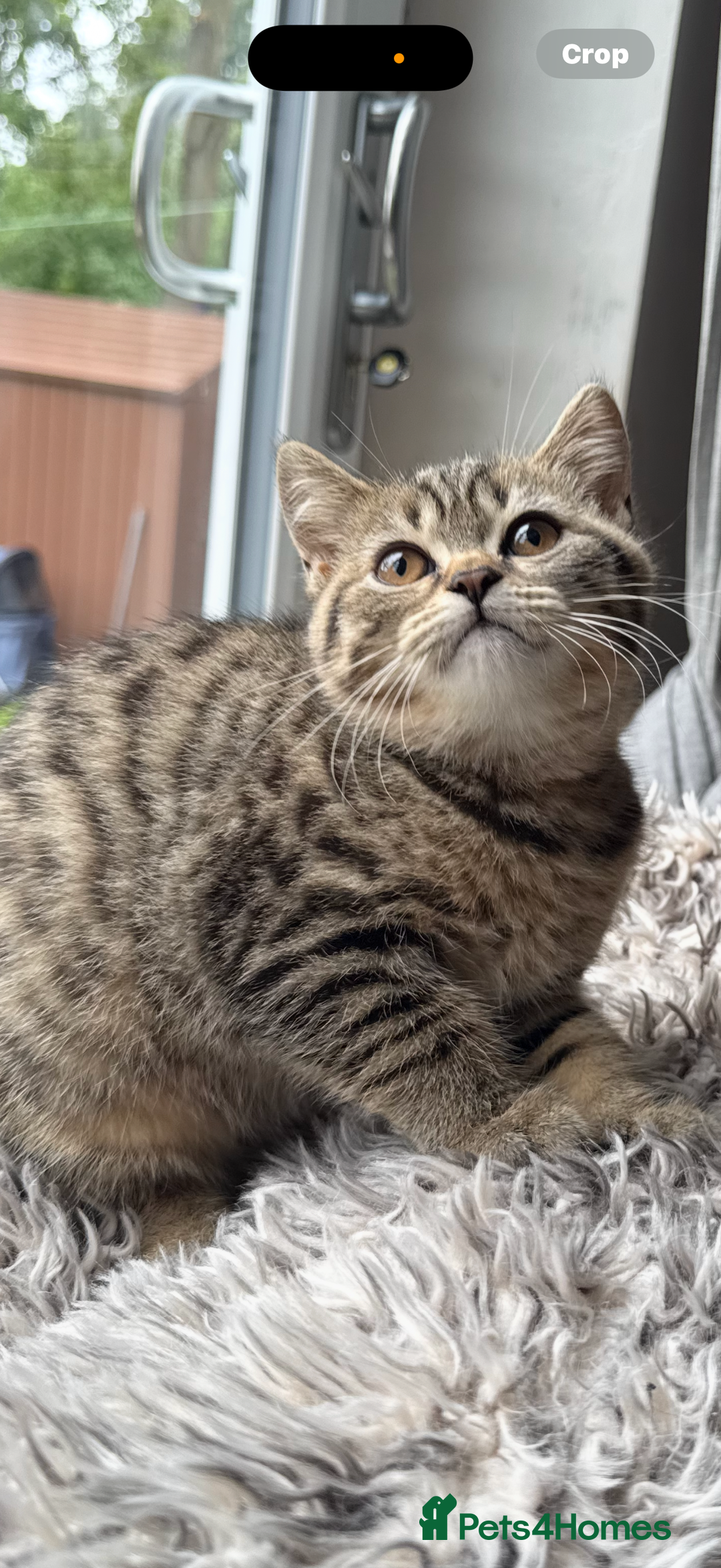 British Shorthair cats for sale: BSH Kittens 2 Chocolate / Salmon tip girl - Image 3