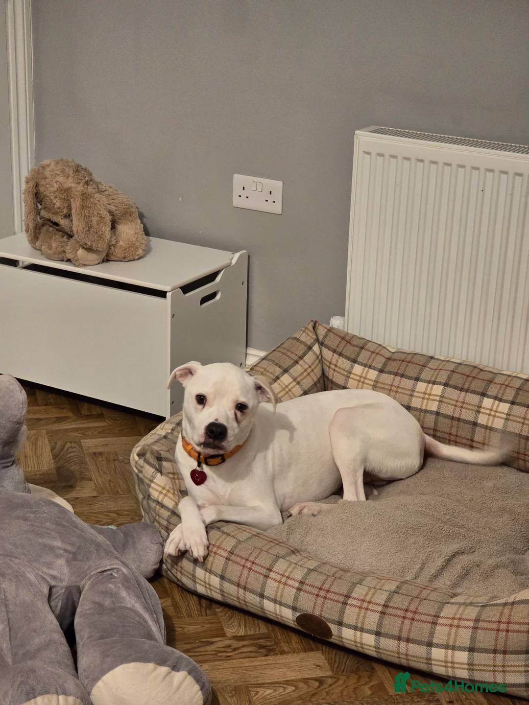 American Bulldog dogs for sale: Lily-Mae, American Scott Bulldog, 4yrs, spayed. - Advert 10