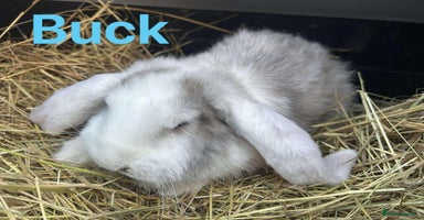 French Lop rabbits French Lop buck babies  READY NOW!! - Advert 2