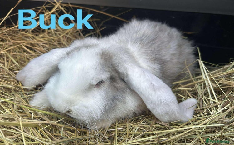 French Lop rabbits LAST French Lop buck babies  READY NOW!! - Advert 2