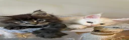 Maine Coon cats for sale: Gorgeous mainecoon kittens  in Hailsham - Advert 19