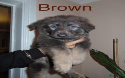 German Shepherd dogs for sale: RARE BLUE/BLACK KC REG GSD PUPS 💙 🐾 - Image 3