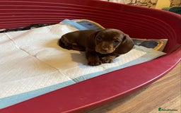 Dachshund dogs for sale: Dachshund puppies are Looking for Homes!  - Image 6