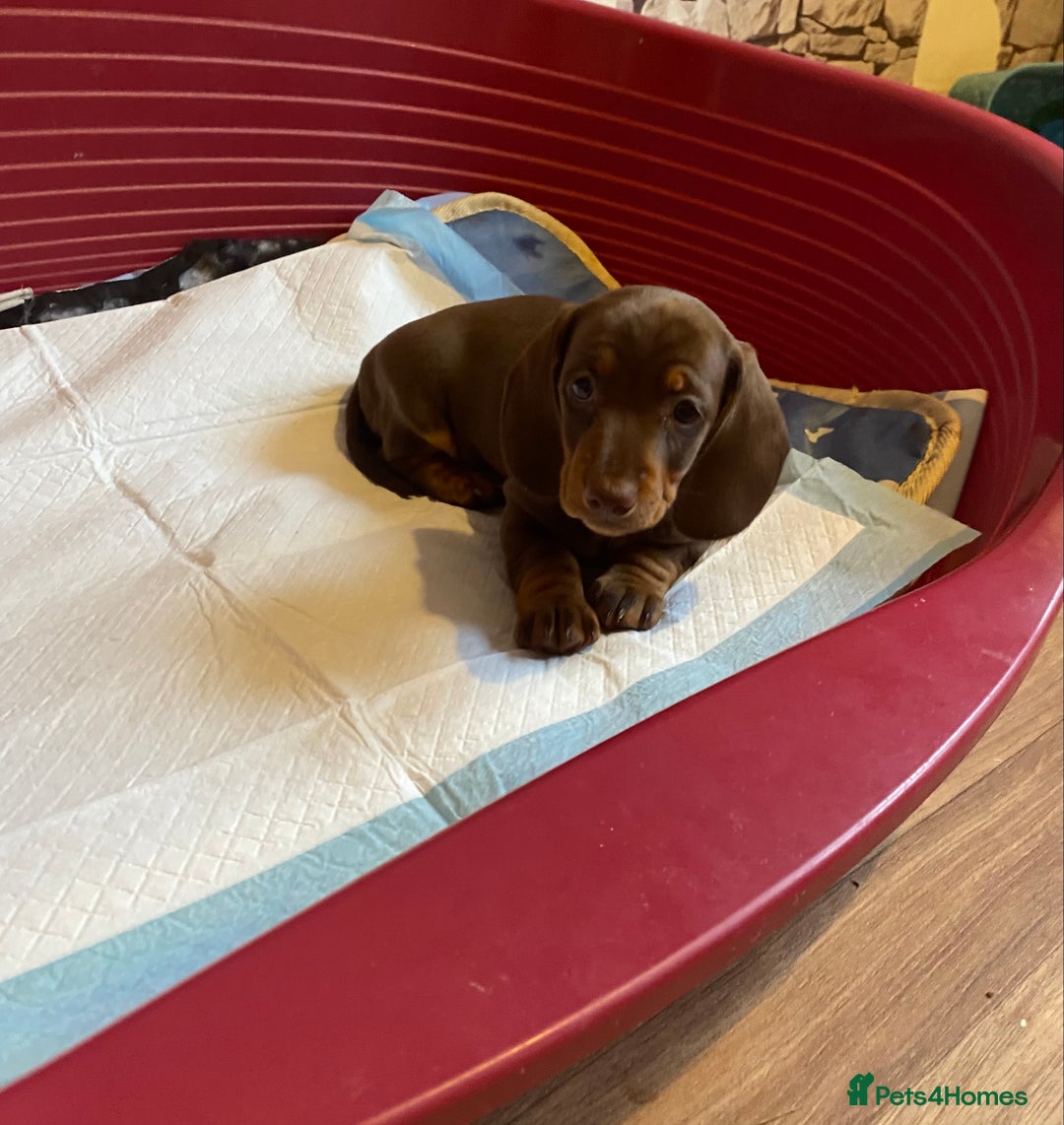 Dachshund dogs for sale: Dachshund puppies are Looking for Homes!  - Image 6