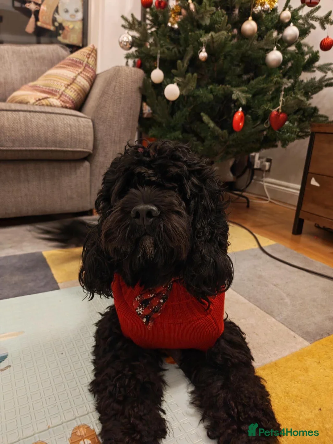 Cockapoo dogs for sale: 🐾 Meet Milo - A happy, loving cockapoo - Advert 2