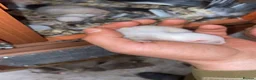 Ferret rodents for sale: Full micro ferrets  - Advert 4