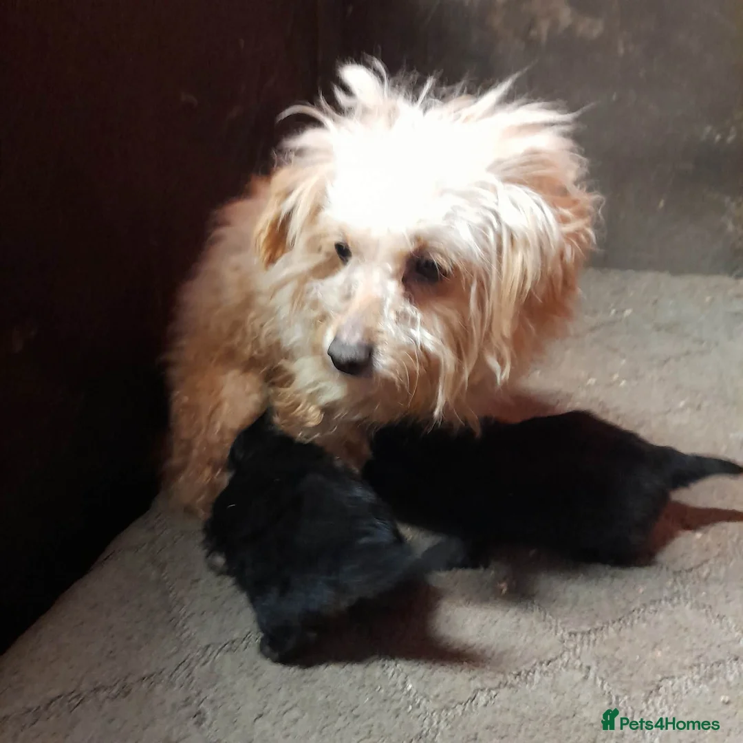 Chipoo dogs for sale: Chipoo puppies - Advert 2