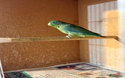 Lovebirds birds for sale: Parrotlet pair   - Image 5