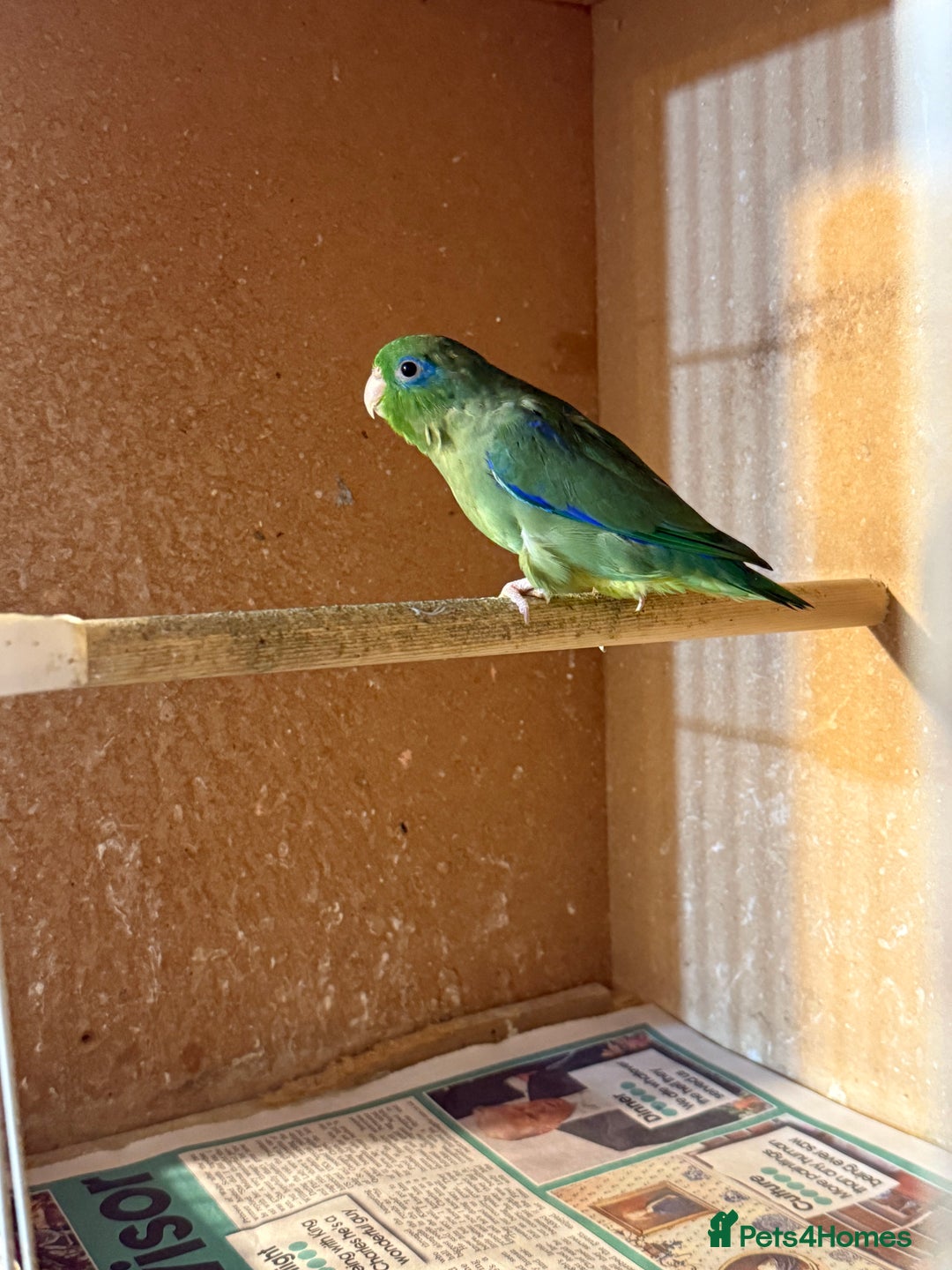 Lovebirds birds for sale: Parrotlet pair   - Image 5