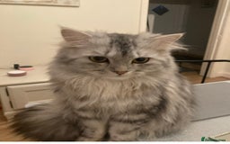 Persian cats for sale: Persian chinchilla and ragdoll X for sale - Image 8