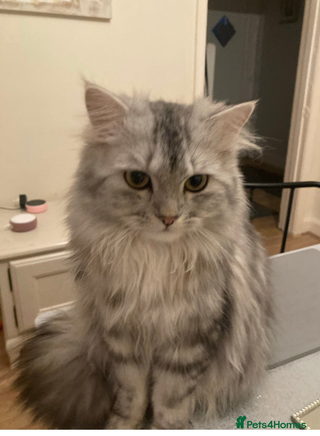 Persian cats for sale: Persian chinchilla and ragdoll X for sale - Image 8