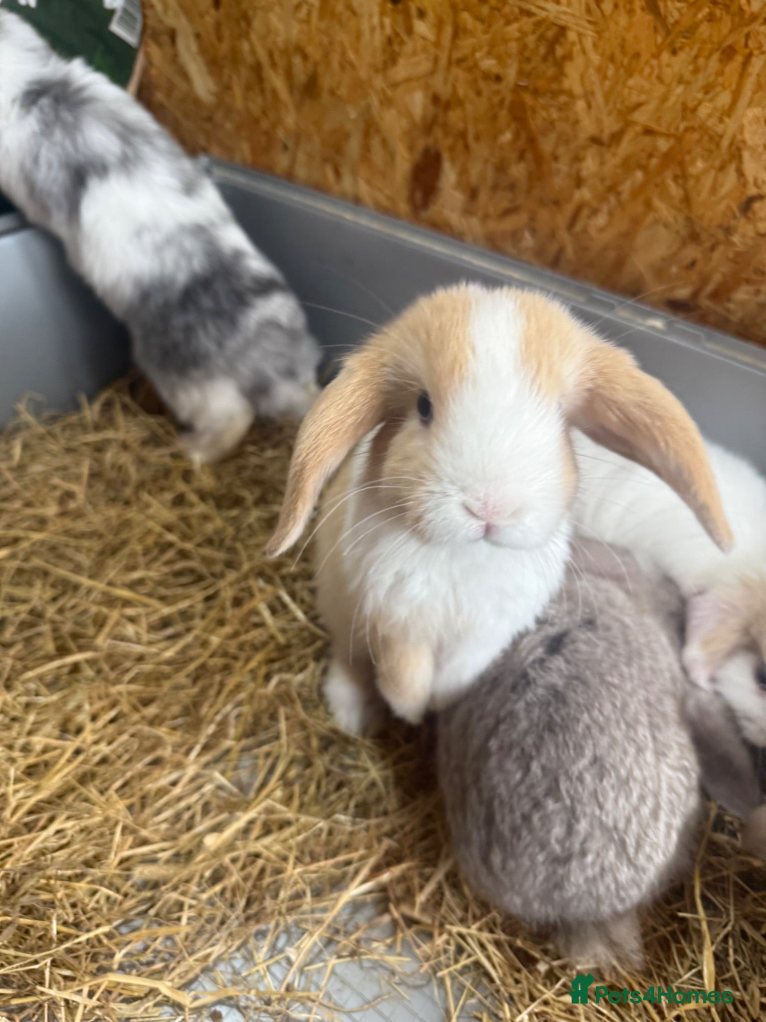 Mini Lop rabbits pure breed minilop rabbit's  - Advert 16