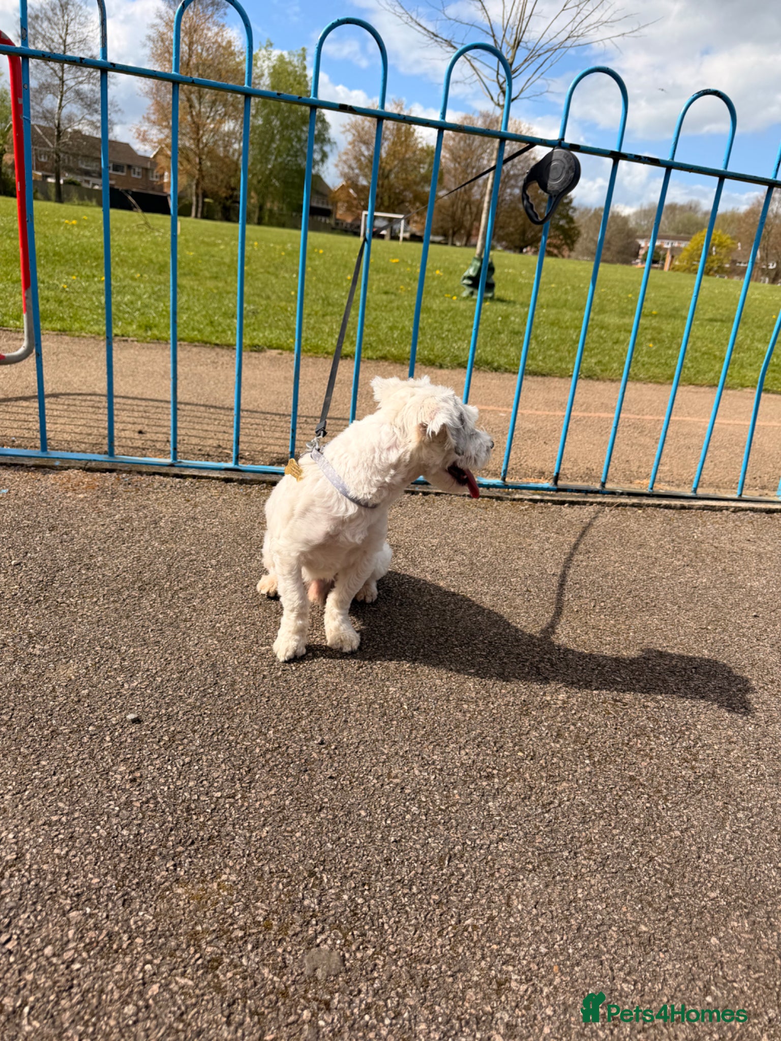 Bichon Frise dogs Bichon Frise  - Advert 5