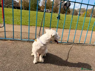 Bichon Frise dogs Bichon Frise - Advert 5