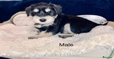 Miniature Schnauzer dogs - Advert 14