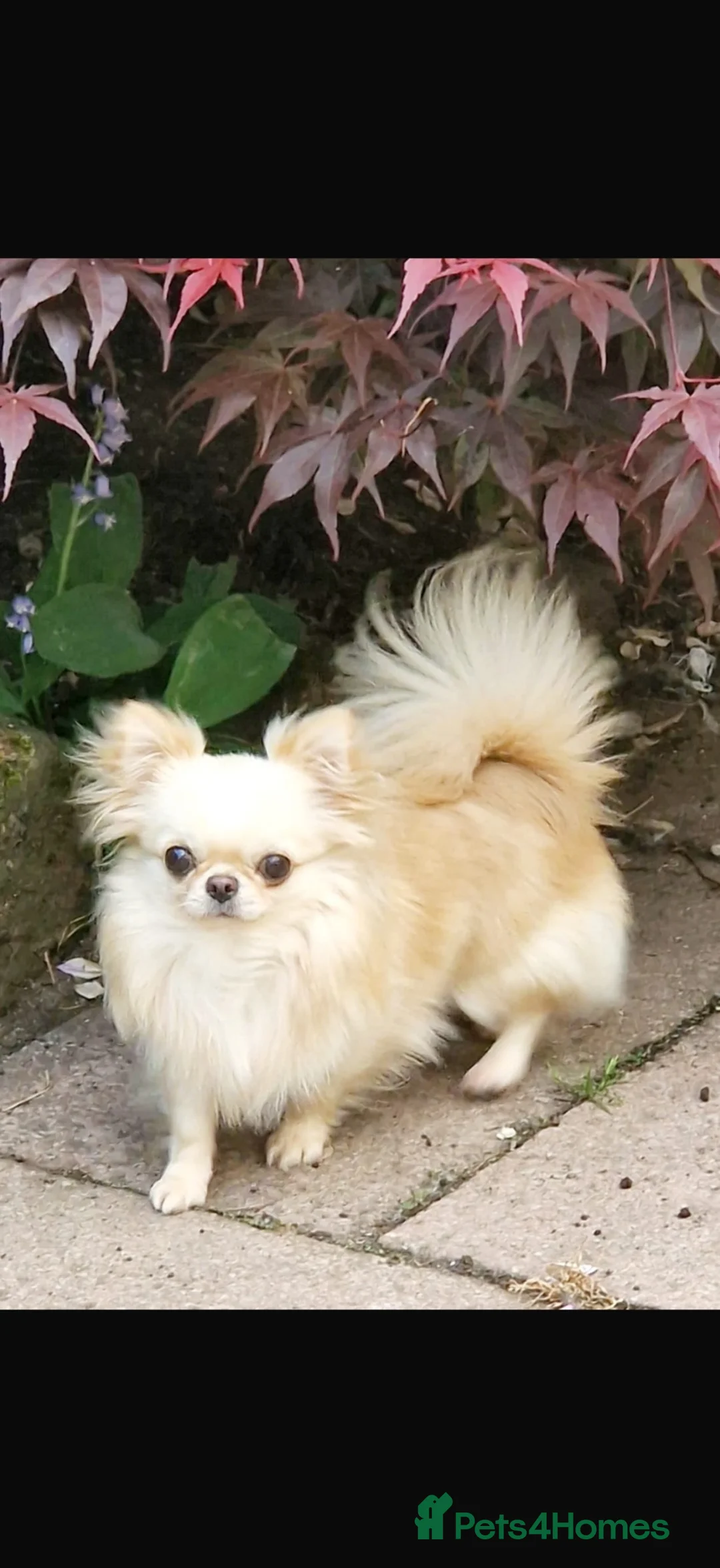 Chihuahua dogs for sale: Beautiful tiny longcoat chihuahuas ready now!  - Advert 9