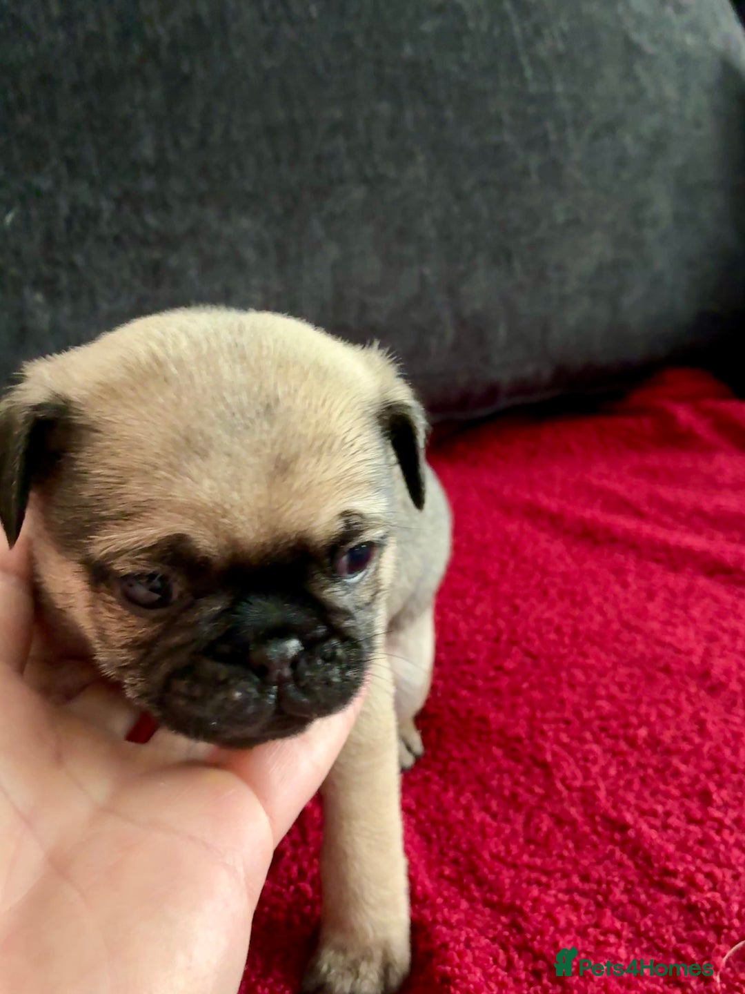 Pug dogs for sale: Beautiful Pug Puppies - Advert 19