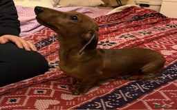 Miniature Dachshund dogs for sale: Miniature dachshund  - Image 6