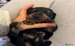 Miniature Dachshund dogs for sale: Miniature dachshund puppies  - Image 7