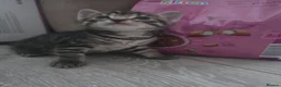 Mixed Breed cats for sale: Beautiful kittens  - Advert 25