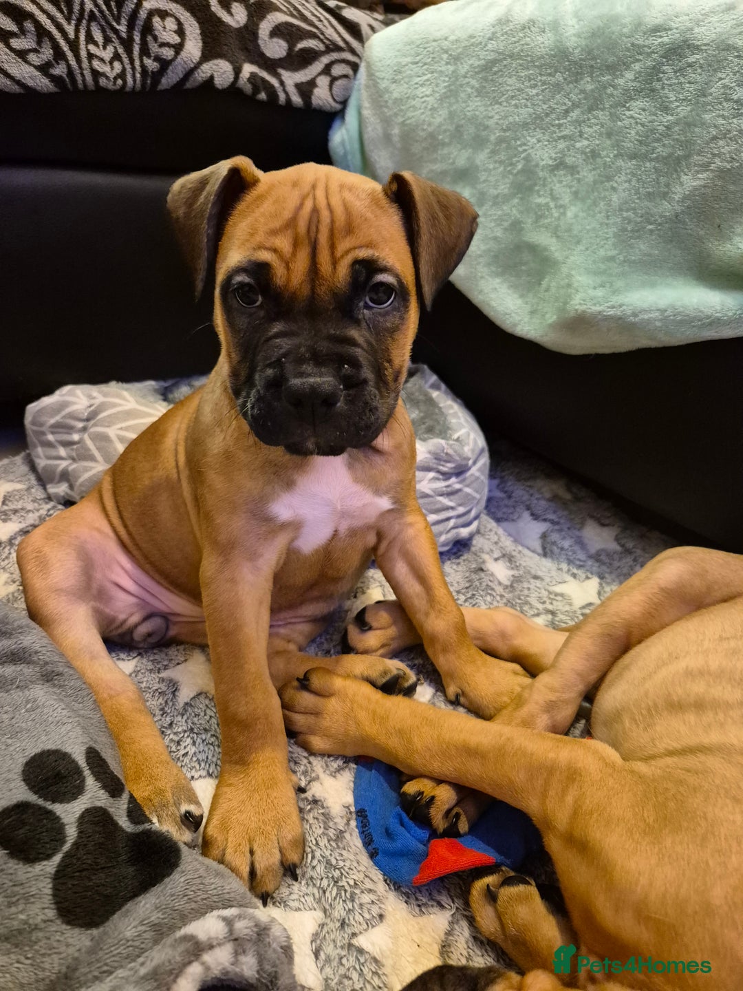 Mixed Breed dogs for sale: Bullmastiff x puppies 🐶  - Advert 27