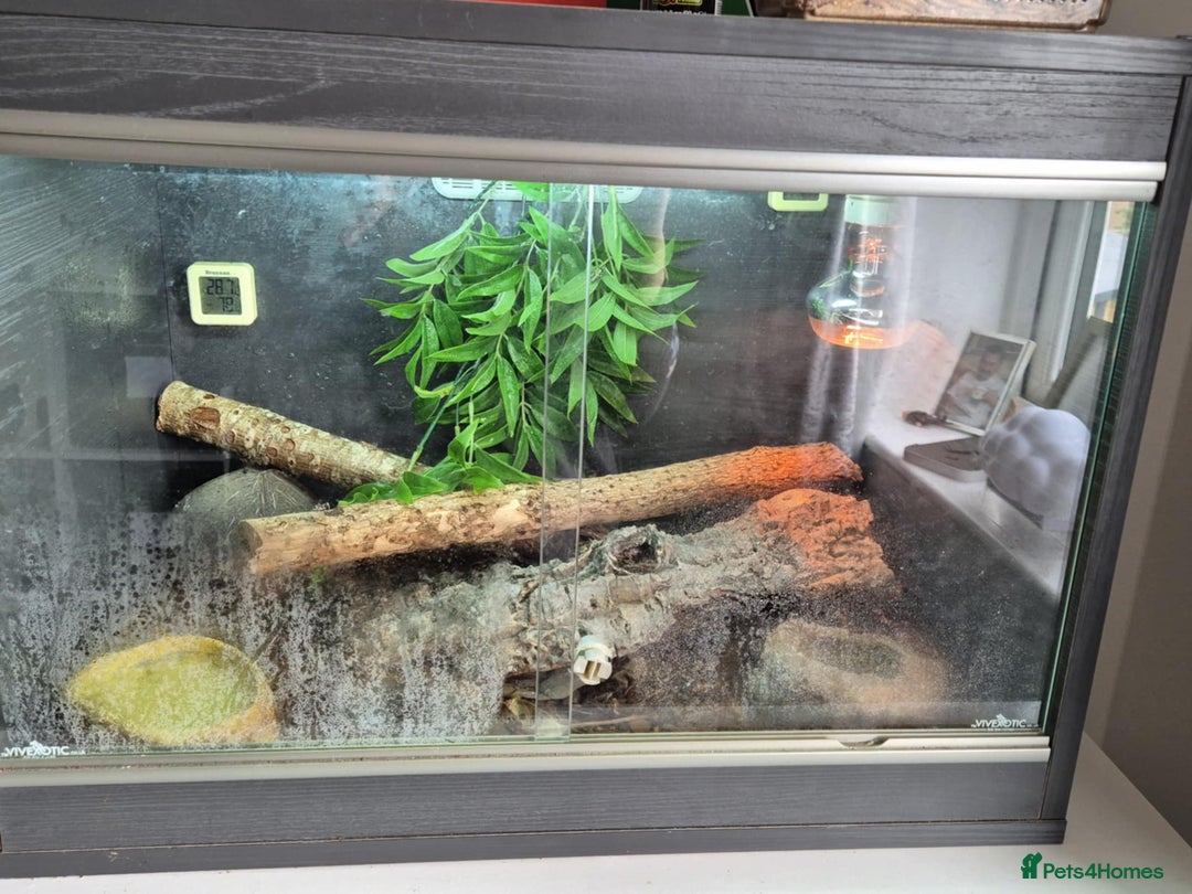Gecko reptiles for sale: Central American banded gecko for sale - Image 4