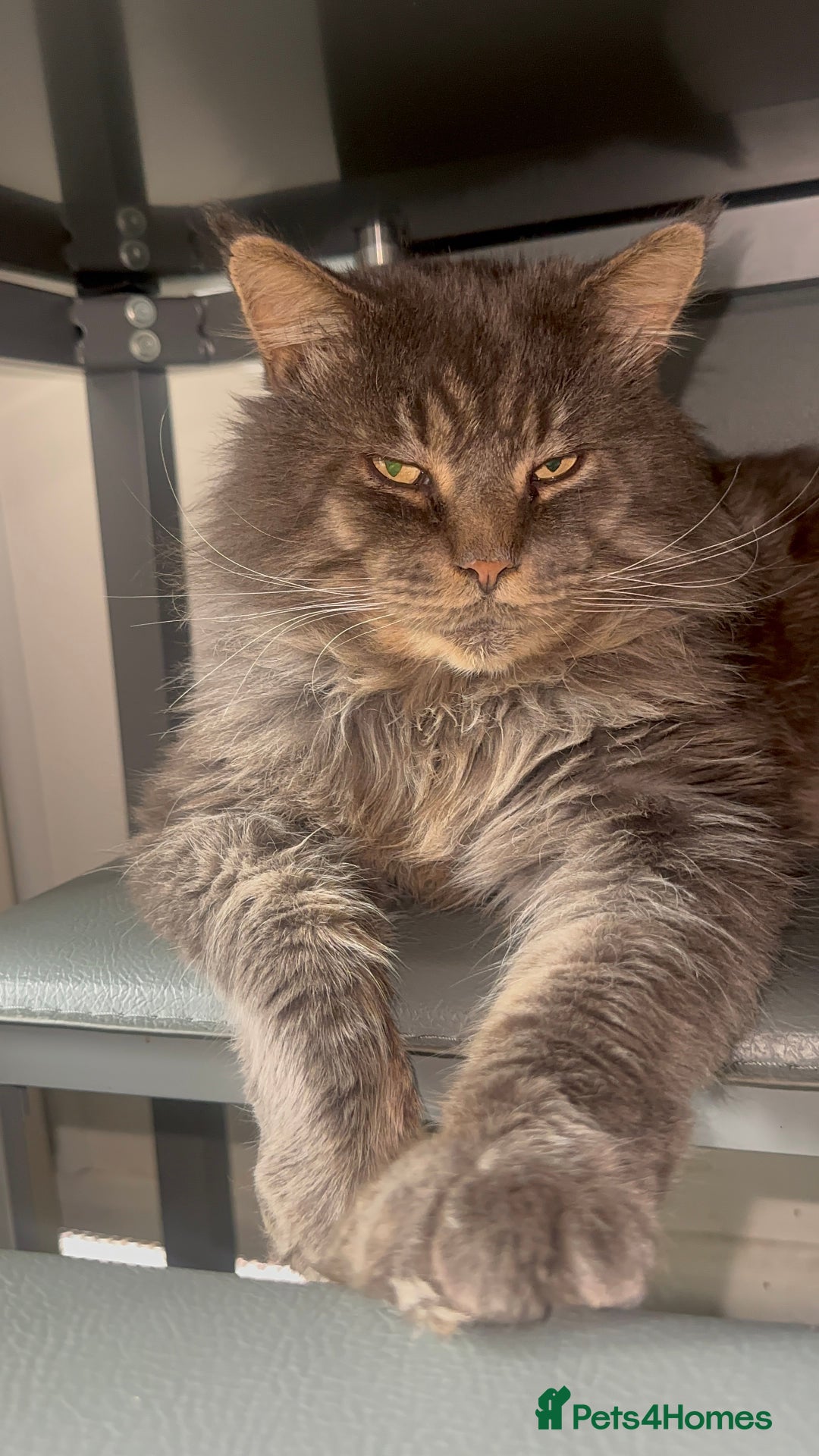 Maine Coon cats for stud: HUGE TICA Active Championship male stud - Image 4