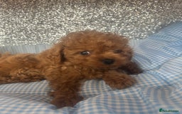 Cavapoo dogs for sale: F1 b cavapoo puppies 🐶  - Image 15