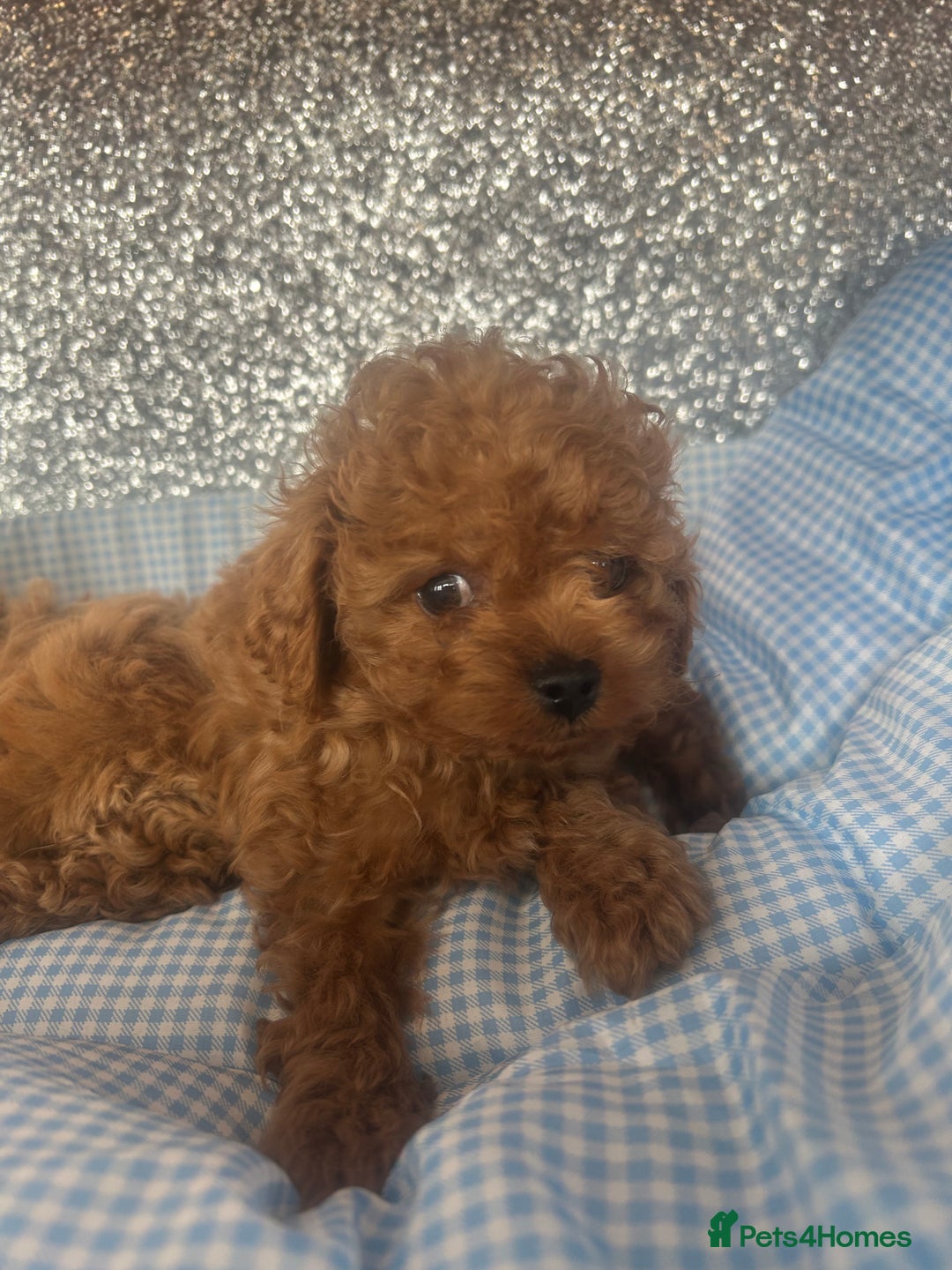 Cavapoo dogs for sale: F1 b cavapoo puppies 🐶  - Image 15
