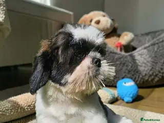 Shih Tzu dogs 💞 QUALITY STANDARD SHIH TZU 💕 - Advert 4