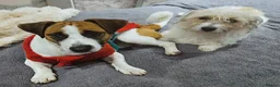 Jack Russell dogs for stud: Male JRT for stud - Advert 6