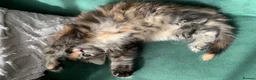 Mixed Breed cats for sale: longhaired female kittens (half Ragdoll mother)  - Advert 13