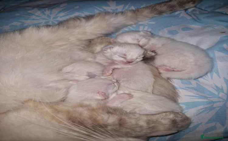 Ragdoll cats - Advert 1