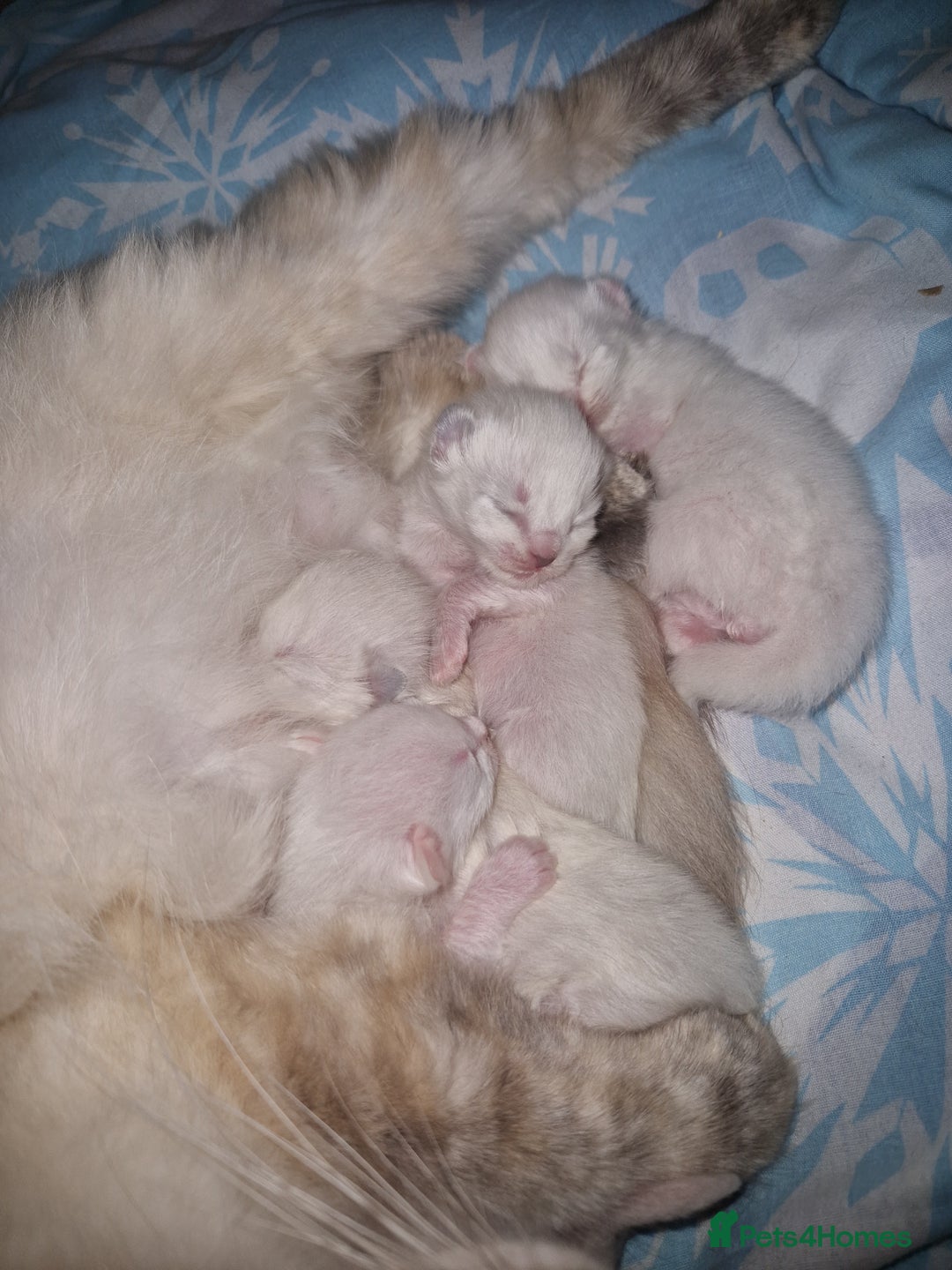 Ragdoll cats for sale: 4 Beautiful Ragdoll Kittens - Image 1